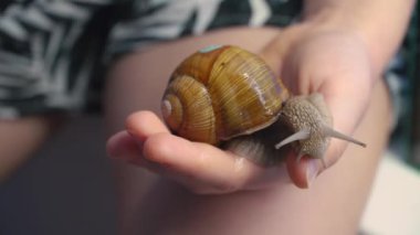 Çocukların eli bir salyangoz tutuyor. Çocuk avucundaki salyangozu inceliyor. Bir çocuğun avucunda sürünen bir salyangoz..