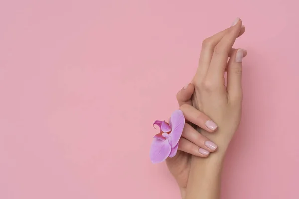 Kobieta Ręka Orchideą Kwiat Izolowany Różowym Tle Francuski Delikatny Manicure — Zdjęcie stockowe