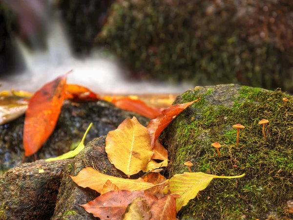 Muchomůrka na kámen — Stock fotografie