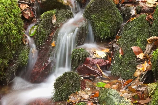 Basura de otoño en el arroyo — Foto de Stock