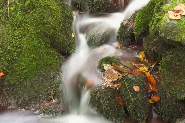 Late autumn in the stream — Stock fotografie
