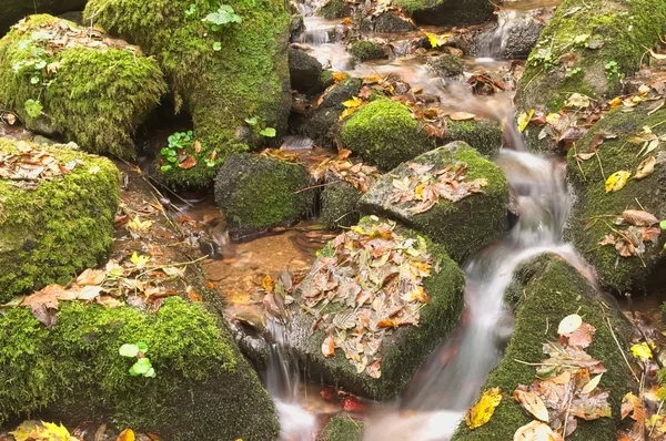 Lote de hojas mojadas sobre piedras — Foto de Stock