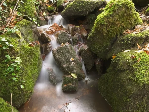 Piedras verdes lanudas — Foto de Stock