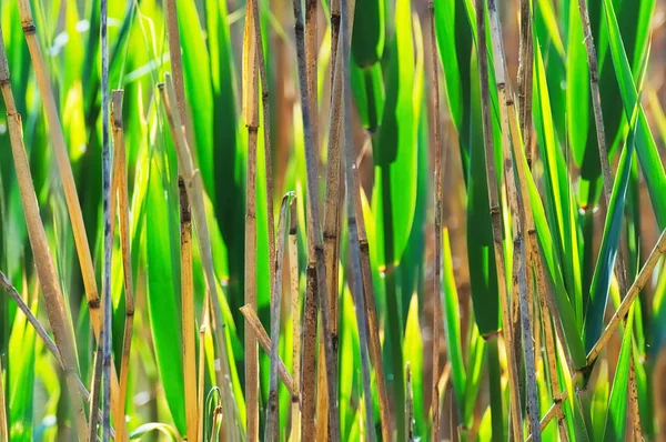 Eski ve yeni kamışı