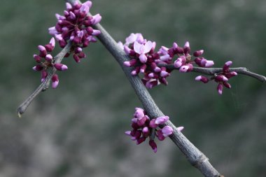 Çiçekli leylak çiçekleri