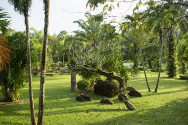 Tropical Park on a Sunny day