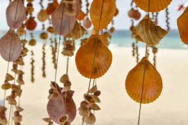 Dekorasyon için iplerde asılı deniz kabukları