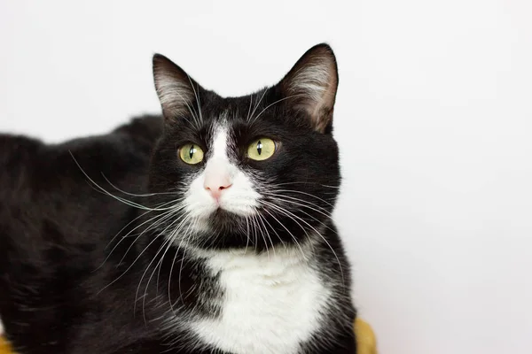 Gato Blanco Negro Sentado Una Silla Mirando Hacia Los Lados — Foto de Stock