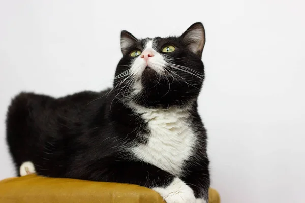 Schwarz Weiße Katze Sitzt Auf Einem Stuhl Und Blickt Auf — Stockfoto