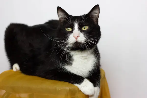 Schwarz Weiße Katze Sitzt Auf Einem Stuhl Und Schaut Seitwärts — Stockfoto