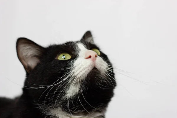 Черно Белая Кошка Сидит Стуле Смотрит Вверх — стоковое фото