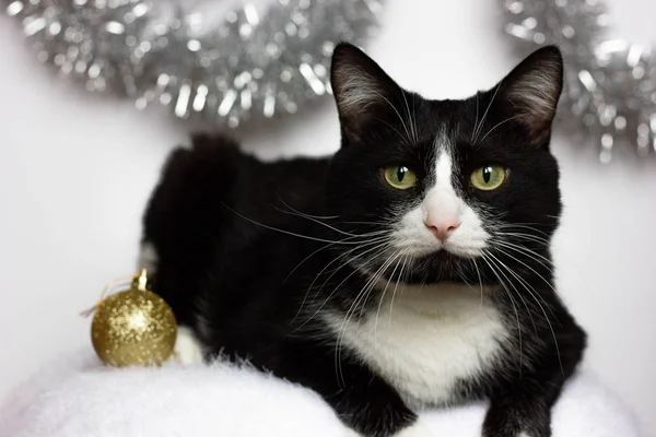 Schwarz Weiße Katze Auf Dem Hintergrund Der Weihnachtsdekoration Aus Silbernem — Stockfoto