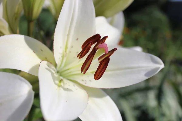 Duas Flores Lírio Branco Jardim Dia Ensolarado Verão Brilhante Pétalas — Fotografia de Stock