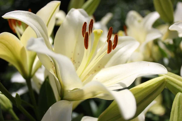 Flor Lírio Branco Jardim Close Dia Verão Ensolarado Brilhante Pétalas — Fotografia de Stock