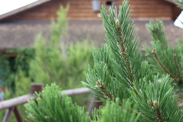 Green spruce branches on the background of a wooden house, summer in the garden, spruce — Stock Photo, Image