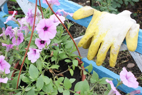 Sarı eldivenler, yakınlardaki mavi-beyaza boyanmış tahtaların üzerinde çiçek, mor petunya çiçekleri, bitki nakli, baharda bahçe işleri olan plastik bir kap var.
