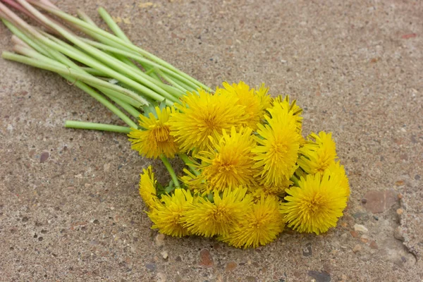 Bouquet of yellow dandelions on a taupe concrete background — Stock Photo, Image