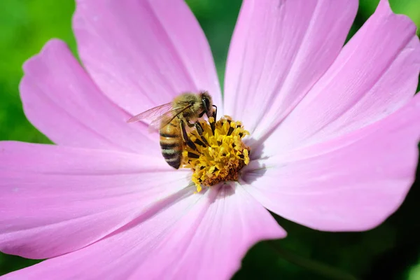 Pszczoła na różowy stokrotka kwiat — Zdjęcie stockowe