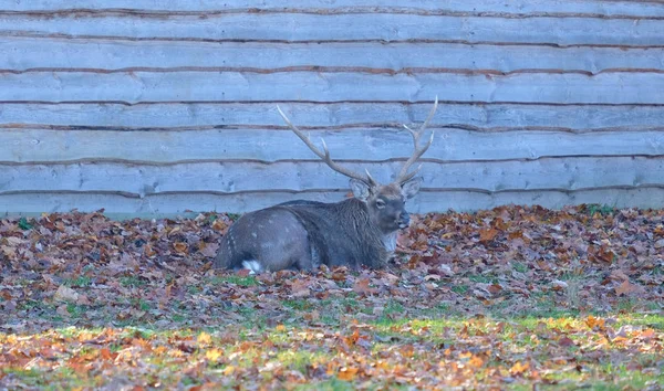 Deer with large horns lying on the ground against the background of a wall of a wooden log house — Stock Photo, Image