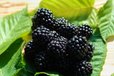 Bir avuç böğürtlen, ahşap bir yüzeye karşı yeşil yaprakların üzerinde yatıyor.