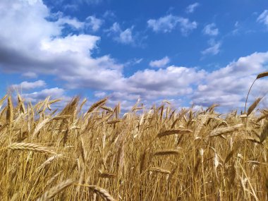 Bulutlu mavi gökyüzünün arka planında buğday tarlası