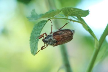 Yaprakları olan bir dalın üzerine tırmanmak.