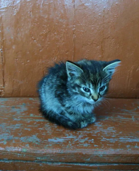 Little kitten sitting on a brown porch — Stock Photo, Image