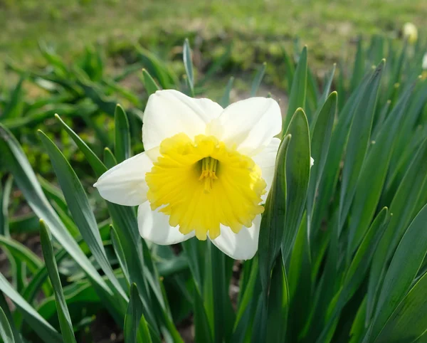 Flor de narciso — Fotografia de Stock