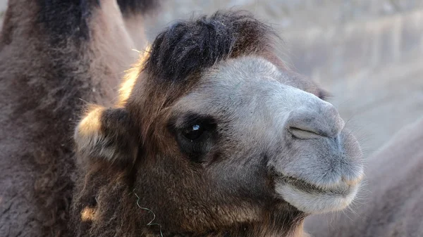 Porträt eines zufriedenen Kamels im Profil — Stockfoto