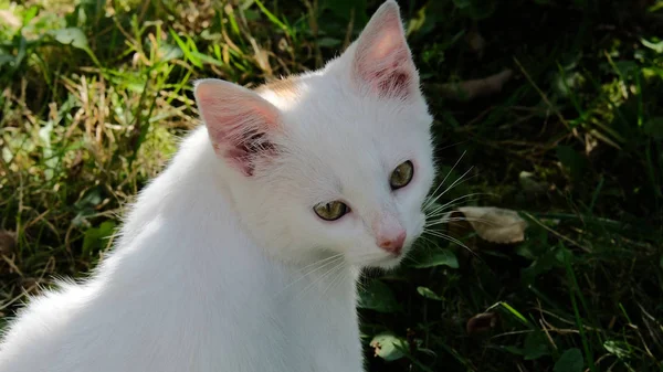 Portrait of a turning white cat — Stock Photo, Image