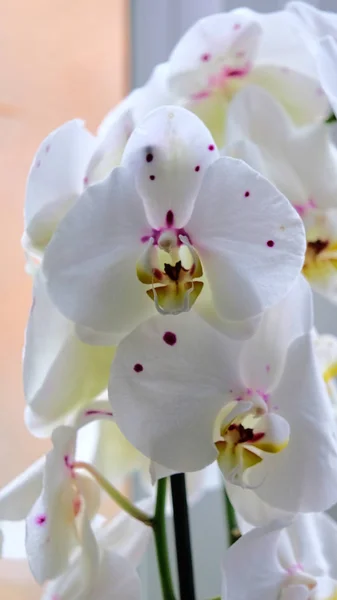 Fiori bianchi del orchid — Foto Stock