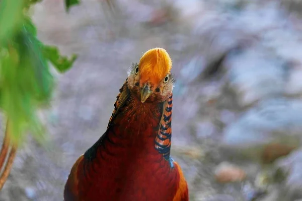 Giovane Chrysolophus pictus dorato — Foto Stock