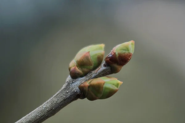 Bourgeons d'arbres — Photo