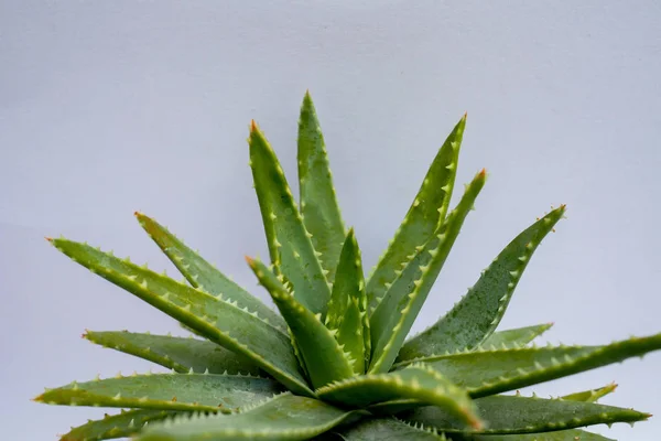 Aloe vera Gel qui a les deux substances pour guérir les cicatrices et utilisé pour produire des boissons santé ou des cosmétiques qui sont bons pour la peau — Photo