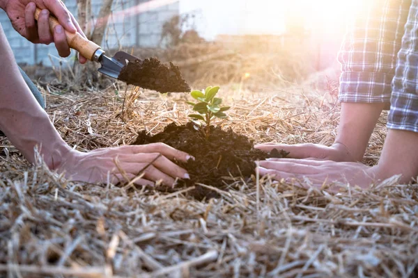 Young men join hands together to plant trees on fertile ground. The concept of protecting nature — Stock Photo, Image