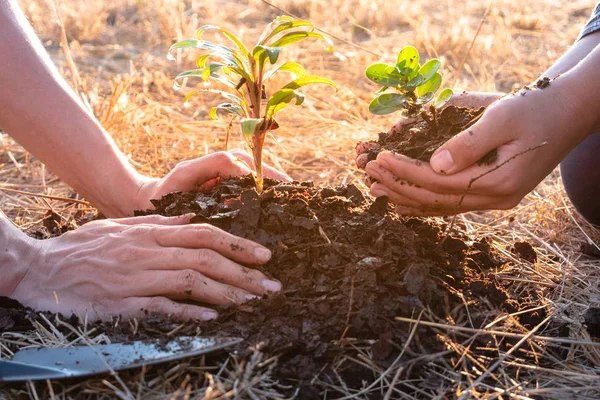 Young men join hands together to plant trees on fertile ground. The concept of protecting nature