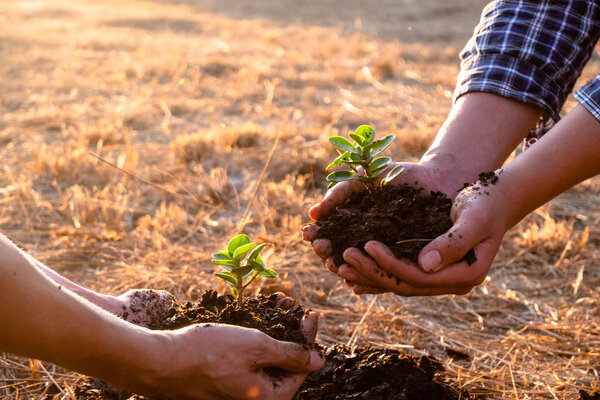 Young men join hands together to plant trees on fertile ground. The concept of protecting nature