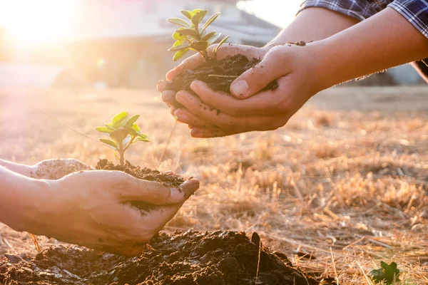 Young men join hands together to plant trees on fertile ground. The concept of protecting nature — Stock Photo, Image