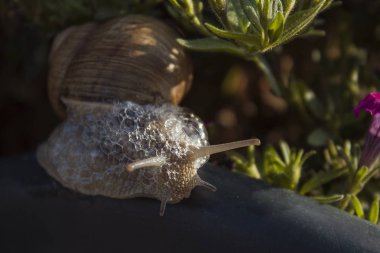 Doku. Helix pomatia (salyangoz) 
