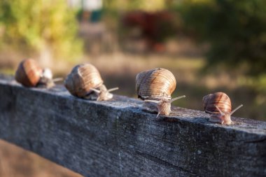 Doku. Helix pomatia (salyangoz) çitin üzerinde sürünür