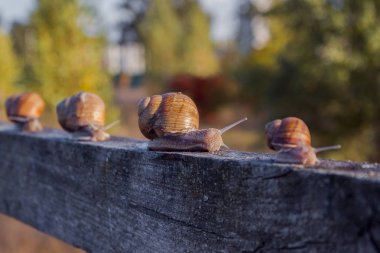 Doku. Helix pomatia (salyangoz) çitin üzerinde sürünür