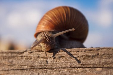 Doku. Helix pomatia (salyangoz)