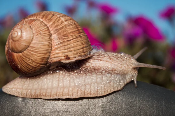 Entextura Helix Pomatia Caracol —  Fotos de Stock