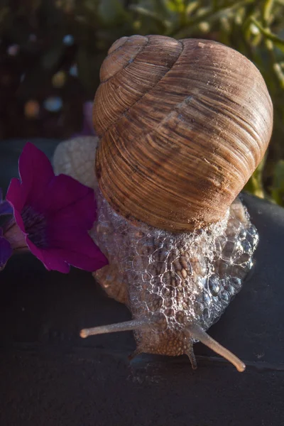 Ontextúra Helix Pomatia Csiga — Stock Fotó