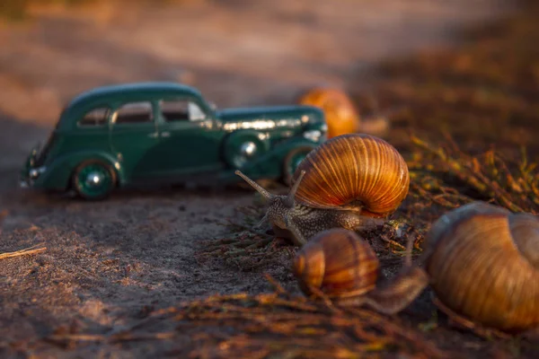 Helix Pomatiaとおもちゃの車の組成 — ストック写真