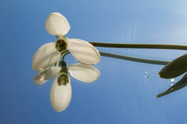 Kar damlası çiçeği aynanın üzerinde yatıyor. Suyun etrafındaki çiçekler