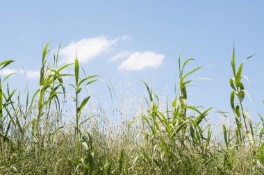 beautirul güneşli yaz İtalya