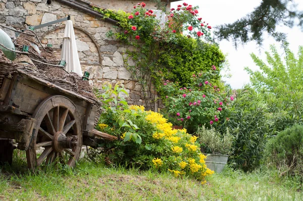 Flowers relax and nature in Tuscany — Stock Photo, Image