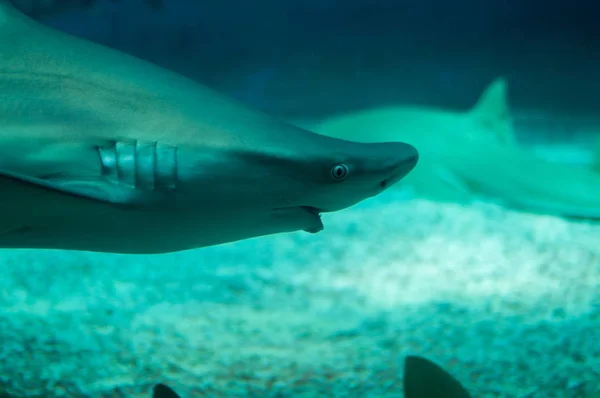 Mooie haai duik in het water — Stockfoto