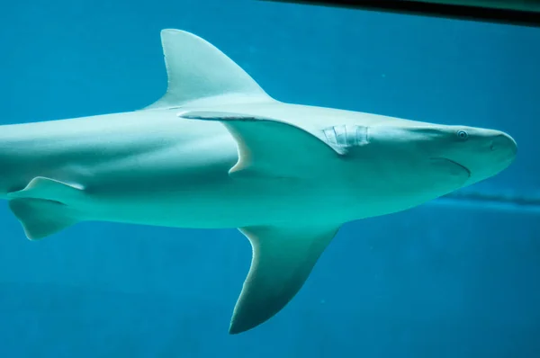 Vackra shark dopp i vattnet — Stockfoto